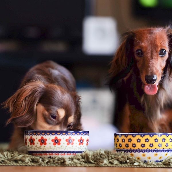 八王子で人気のドッグフードならFRANK’S