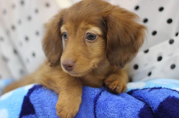 八王子でおすすめのドッグフードなら当店をお試しください