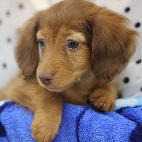 八王子でおすすめのドッグフードなら当店をお試しください