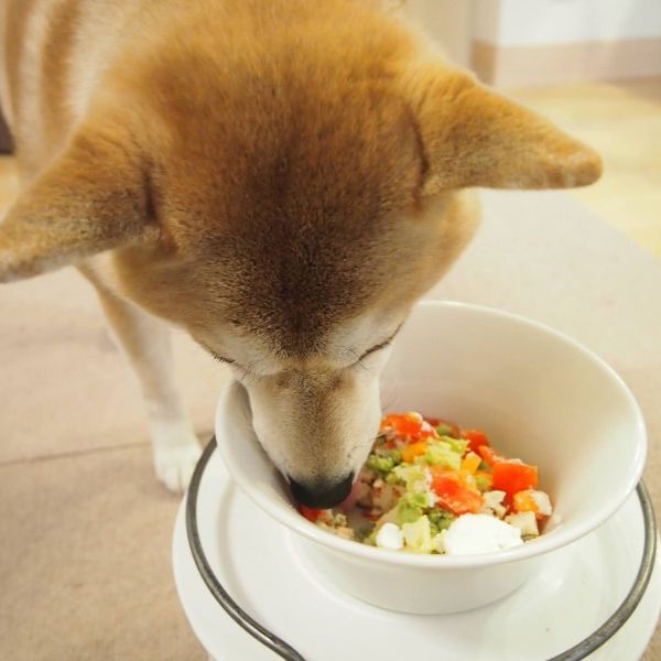 八王子にある当店のドッグフードは良い評判を頂戴しています