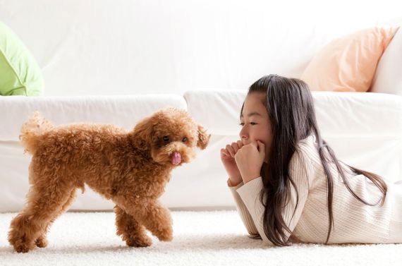 八王子にあるFRANK’Sのドッグフードは安心です