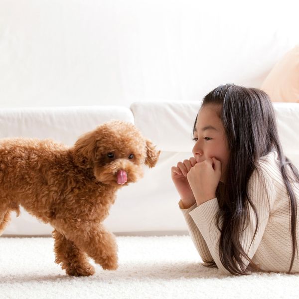 八王子にあるFRANK’Sのドッグフードは安心です