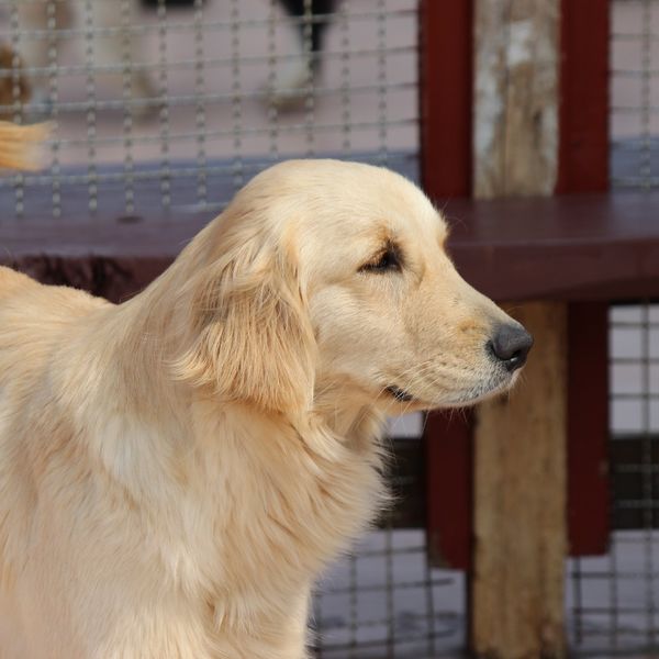 八王子で安全なドッグフードならFRANK’S