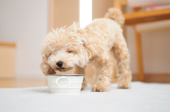 八王子でドッグフードなら国産にこだわったFRANK’Sへ