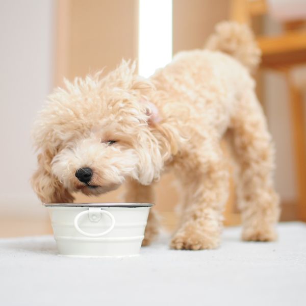 八王子でドッグフードなら国産にこだわったFRANK’Sへ