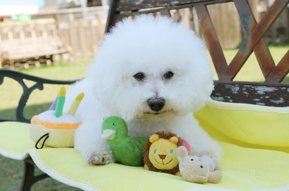 八王子でプレミアムドッグフードならFRANK’Sへ