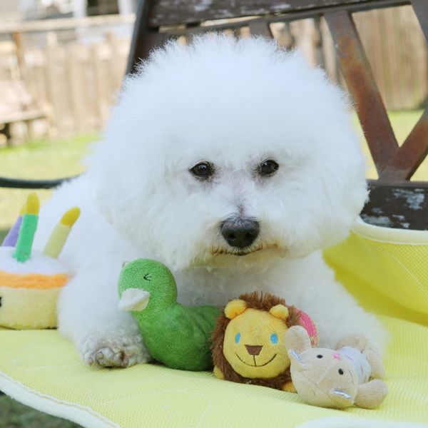 八王子でプレミアムドッグフードならFRANK’Sへ