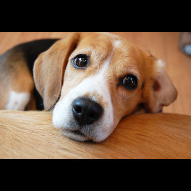 八王子の当店が販売するドッグフードは栄養士が監修して安心