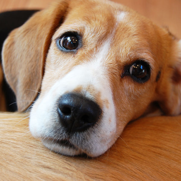 FRANK'Sの手作りごはんを試してみませんか